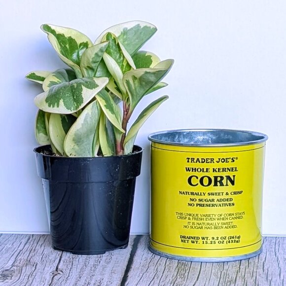 🌿 Trader Joe's 3" Mini Can Food Planter w/ Foliage -NWT - Picture 3 of 6